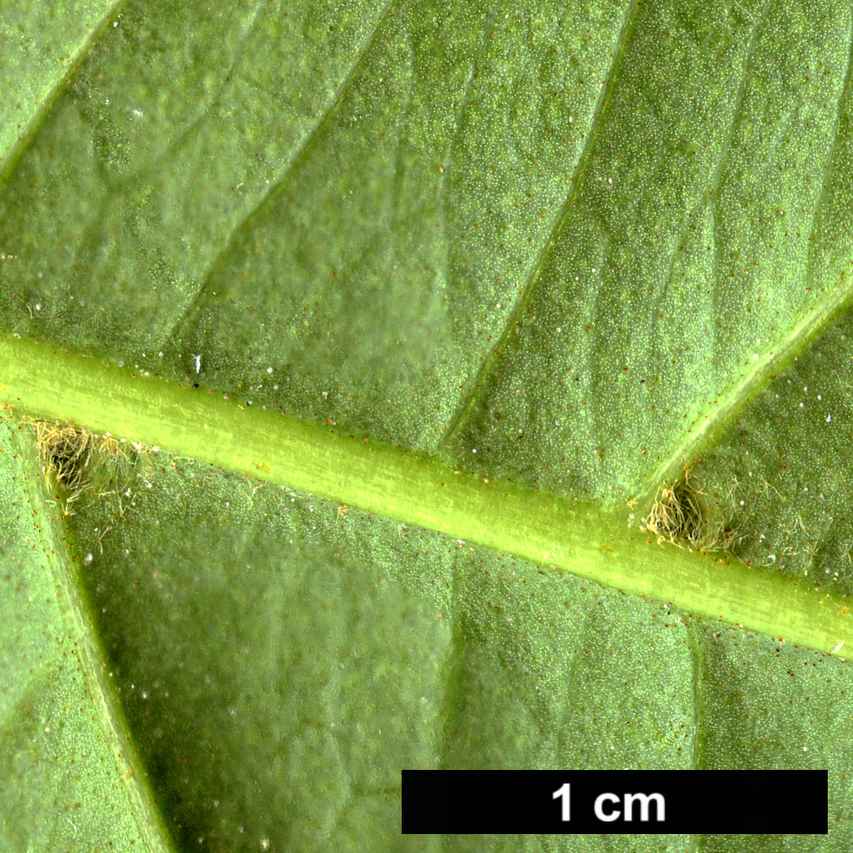 High resolution image: Family: Adoxaceae - Genus: Viburnum - Taxon: odoratissimum - SpeciesSub: var. arboricola